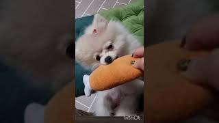 겨울철 슬기로운 애견생활  아기강아지  홈트 #윗몸일으키기하는강아지 #댕댕이 #강쥐 #포메라니안 #강아지훈련 #귀여운강아지 #강아지운동