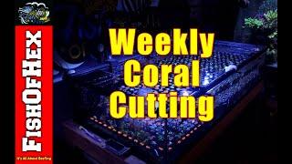 Weekly Coral Cutting Routine | In Home Coral Grow Out System