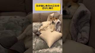 【本当の豆柴の赤ちゃんがやってきた⁉️】再投稿‍️豆柴と自称豆柴#柴犬 #シベリアンハスキー #面白い #puppy #youtubeshorts #short