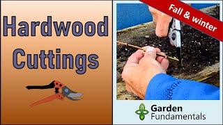 Propagating Hardwood Cuttings ️ Easy in Fall & Winter