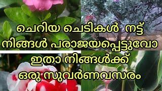 ചെറിയ ചെടികൾ നട്ട് പരാജയപ്പെട്ടവർക്ക് ഒരു സുവർണ അവസരം # YouTube # pls msg in6235079628