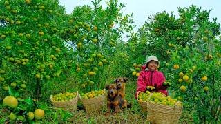 Harvest Sweet Ripe Tangerines Goes To Market Sell - Cooking, Farm, Daily Life | Tieu Lien