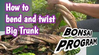 How to bend a bonsai | Breaking  and twisting Tamarindus Indica Bonsai Program #kekeybonsai