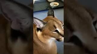 floppa meow