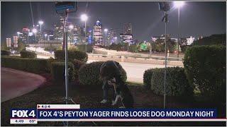 Loose dog walks up to FOX 4 reporter after owner abandoned him