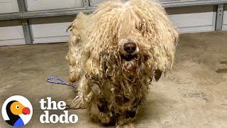 Bonded Matted Dogs Transform Together | The Dodo