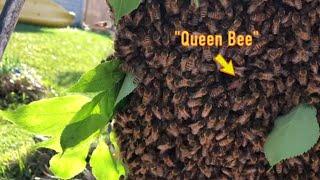 5 Year Old Beehive Swarms 3 Times!