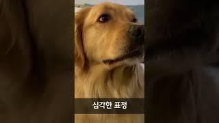 표정연기의 달인 강아지 리트리버