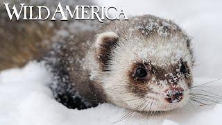 Wild America | S4 E9 Weasels Sleek & Savage Part 1 | Full Episode HD