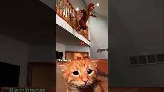 Give this video a title only wrong answer in comments #shorts #cat