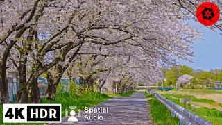 Japan’s River of a 1000 Sakura - 4K HDR Spatial Audio