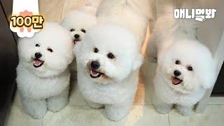 비숑을 키운다면 꼭 봐야할 영상ㅣA Must Video For Those Who Raise A Bichon Dog