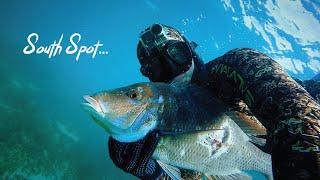 Spearfishing the most common fish (CATCH & COOK) / Chasse sous-marine des Bec-de-cane - Ep.5