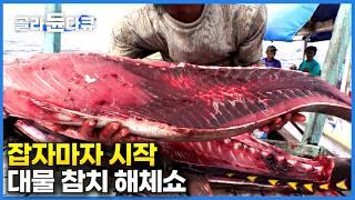 나무로 낚싯대 만들어 거대한 참치를 끊임 없이 잡아 올리는 플로레스 어부들｜한 마리면 한달 월급. 잡자마자 시작되는 참치 해체쇼｜세계테마기행｜#골라듄다큐