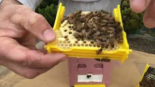 Mini Nucs Backyard Beekeeping Australia