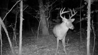 Whitetail Buck Snort Wheeze and Grunt