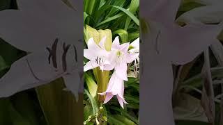 Crinum JC Harvey