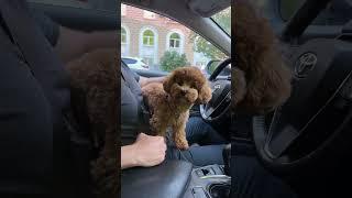 Лохматое чудо! Малыш - Симба. Мальтипу ️ Забавные животные.  Maltipoo ️ Funny animals.