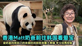 11月9日香港海洋公园matt奶爸低调抵达爱宝乐园，看望爱宝乐宝#panda #판다 #大熊猫 #大熊猫盈盈 #大熊猫乐乐