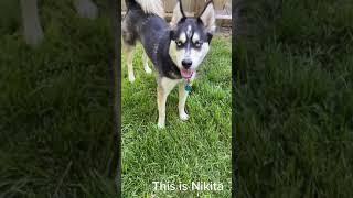 show off - beautiful siberian husky & pomeranian mix #shorts