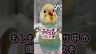 可愛いすぎるウニちゃん#セキセイインコ#インコ#たまご保育園