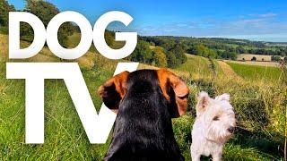 GoPro DogTV | 10hrs of Relaxing Virtual Dog Walks Through Scenic Valleys  Dog POV