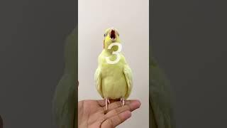 Proof that not everything can be an album cover [PART 2] #parrot #pets #cockatiel #ytshorts #tiktok