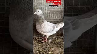 Piyazi kabootar for sale Mo..8153832532     #sa_pigons_gondal #kabootar #pigeonlover