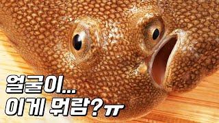 넙치의 얼굴은 어쩌다 이렇게 됐을까? (ft.넙치의 진화)