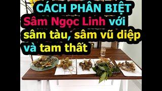 Cách Phân Biệt Sâm Ngọc Linh Với Sâm Trung Quốc, Sâm Lai Châu, Sâm Vũ Diệp Và Các Loại Tam Thất