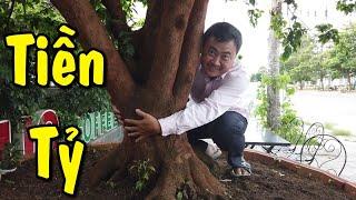 cây mai khủng tiền tỷ ở cần thơ | bonsai Can Tho