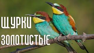 The European bee-eater (Birds of Russia) Movie 87