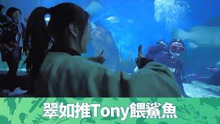 黃翠如推洪永城餵鯊魚｜Tony同法國美女拉筋嘆咖啡｜墨爾本四哥帶路遊城市天台蜂蜜場｜出走澳洲 黃翠如 洪永城 CC中文字幕