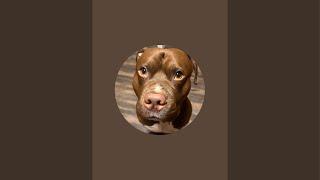 King the Red Nose Pitbull is live!