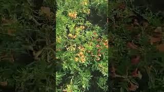 Tecoma Plants at My Local Nursery : Easiest Home Gardening