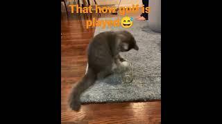 YouTube short funny video.....that how golf is played