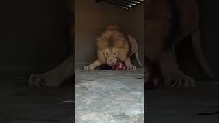 LION Guards Food