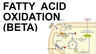 Fatty Acid (Beta) Oxidation