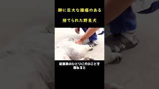 足を引きずってさ迷う野良犬！