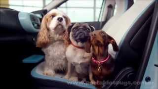 Renault Twingo "Show Me A Car!" - Propaganda com Pug