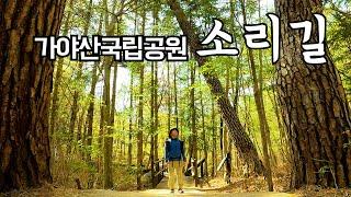 가야산국립공원 소리길 / 홍류동계곡  / 걷기 좋은 길 #국립공원 #가야산국립공원 #홍류동계곡 #등산