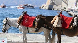 Daily life of the working mules in Hydra, Greece