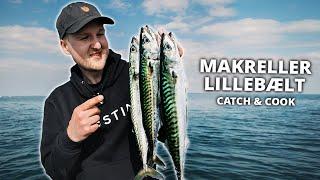 Fanger Store Makreller I Lillebælt (Catch & Cook En Makrel!)