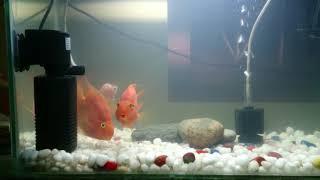 Aquarium setup simple...Parrot fish