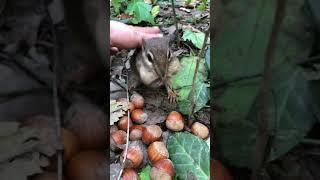 Baby Mooshy daddy is going to help you make it through the winter #shorts #chipmunksoftiktok