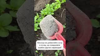 Никогда не добавляйте золу в почву! #лайфхаки #рецепты #огород #садоводство
