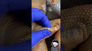 Disrespectful Iguana Femoral Pore Popping Video