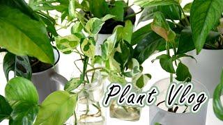 水耕植物日常養護與近況更新Daily care of hydroponic plants, and recently updates #室內植物 #plantcare #houseplants