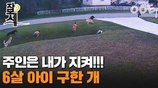 [잠못세] 주인은 내가 지켜!!!...6살 아이 구한 개