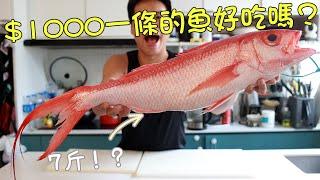 1000HKD一條的魚好吃嗎？濕式熟成2天頂級食材！小強貓新技能！